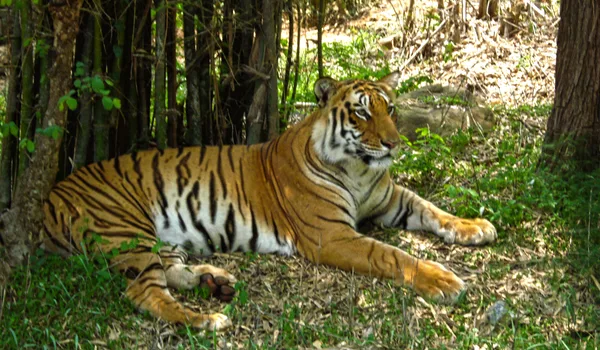 The Bannerghatta National Park belt south of Bilwaradahalli